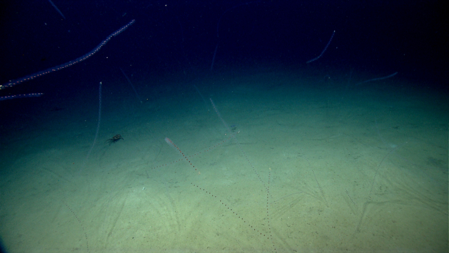 Salps galore in the water column!  A red crab is seen on the seafloor