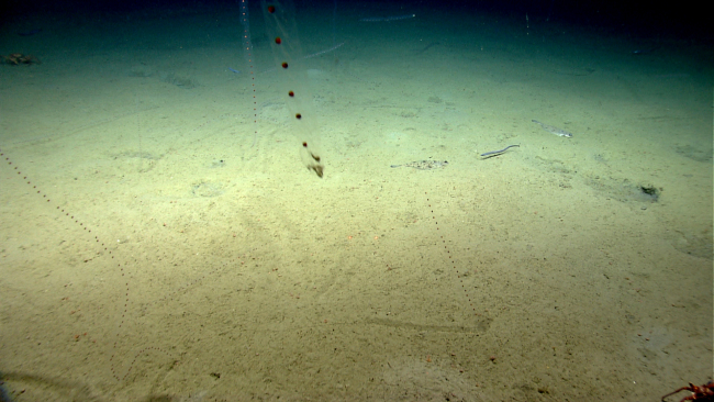 Salps in the water column, witch flounders and a cutthroat eel on the seafloor