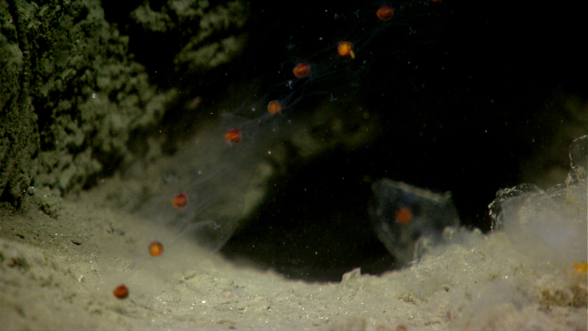Unlucky salps that have drifted into a hole in the seafloor