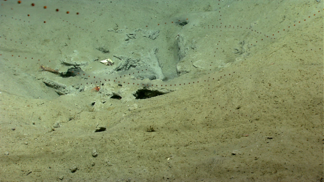 Salps, two large shrimp,  and a large hermit crab in a whelk shell are seen inan area of landslide debris