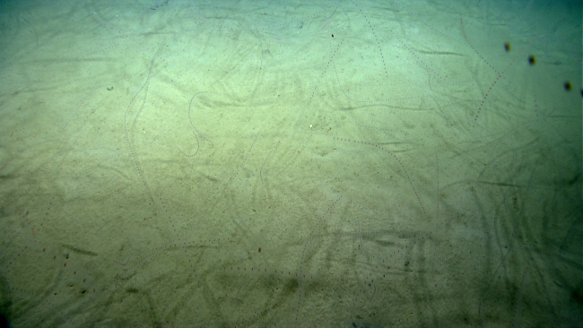 A huge number of salps are seen in this image