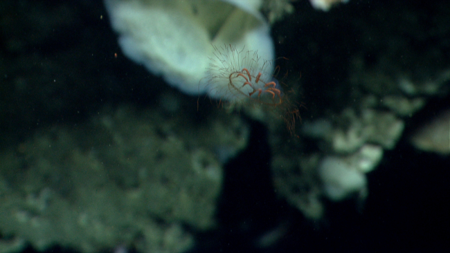 A strange appearing jellyfish