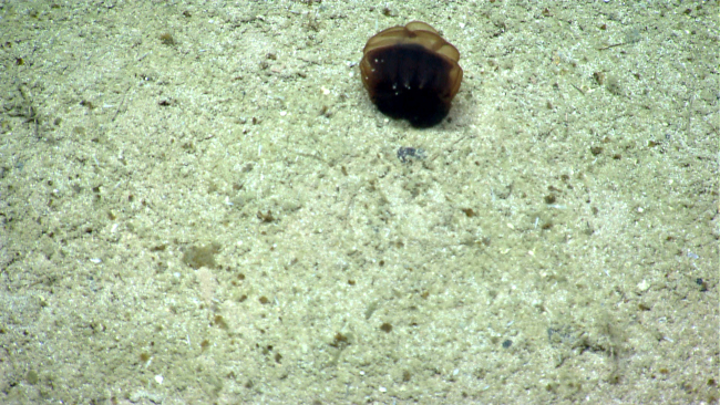 A small jellyfish that has drifted into the canyon wall