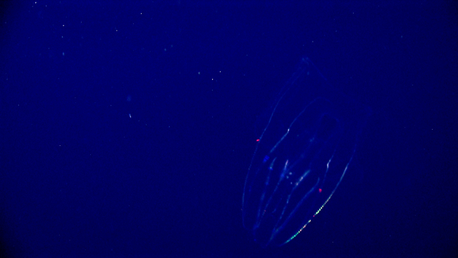A ctenophore with its neon appearing illumination