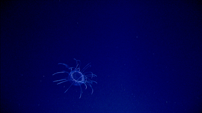 Jellyfish in the water column