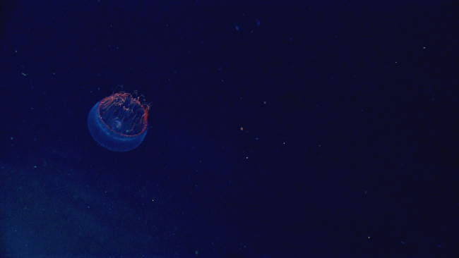 Remarkable color effect makes this jellyfish appear to almost be on fire