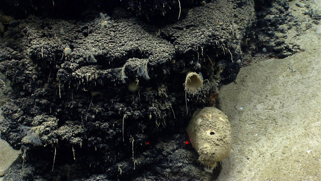 Deep sea sponge