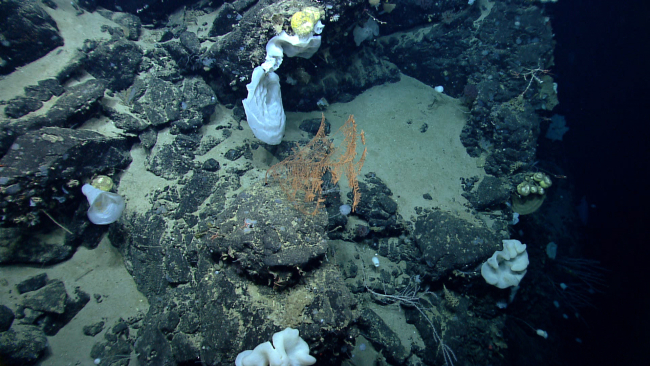 Deep sea sponge