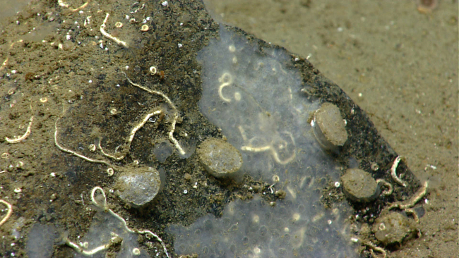 Small bivalves, an encrusting sponge, and serpulid tube worms