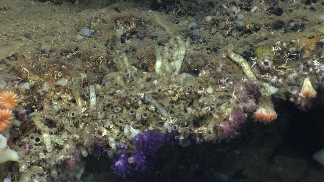 Purple Anthothela grandiflora coral, a small pinkish alcyonacean coral, largeworm tubes, and cup corals
