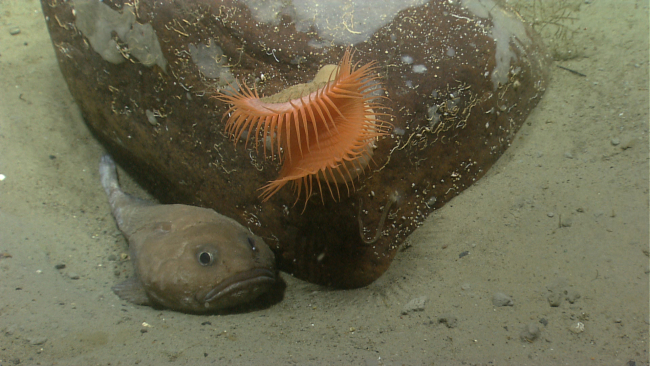 A cottunculus fathead fish next to a boulder with a large orange venus flytrapanemone