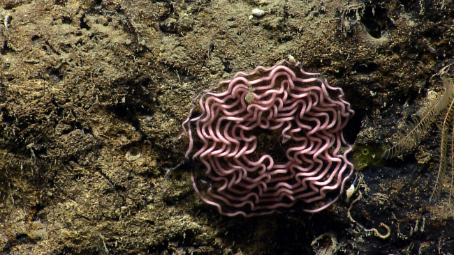 A pink mass of ropelike appearing material on a canyon wa