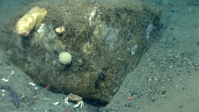 A boulder covered with a number of small sponges and one very large anemone and one smaller one