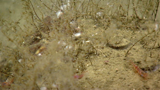 Shrimp and small hydroids