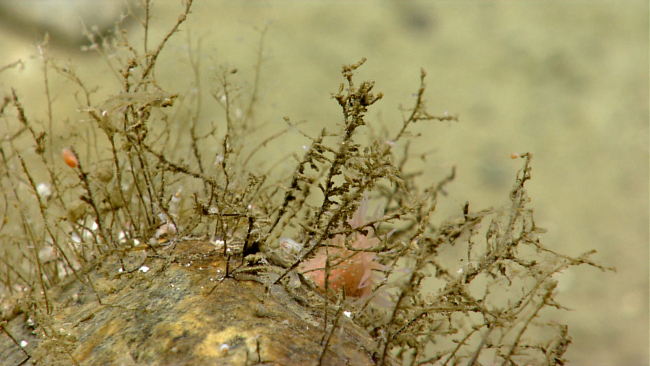 Small hydroids, amphipods, and a small peach-colored anemone