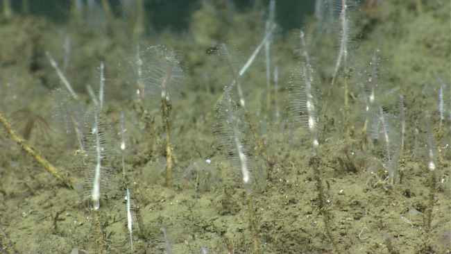 A forest of small white hydroids