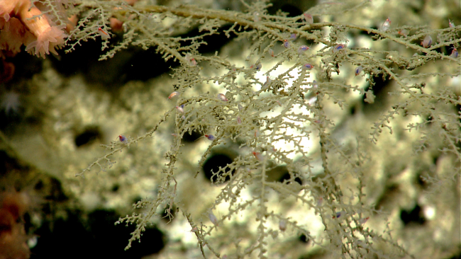 A hydroid with numerous amphipods