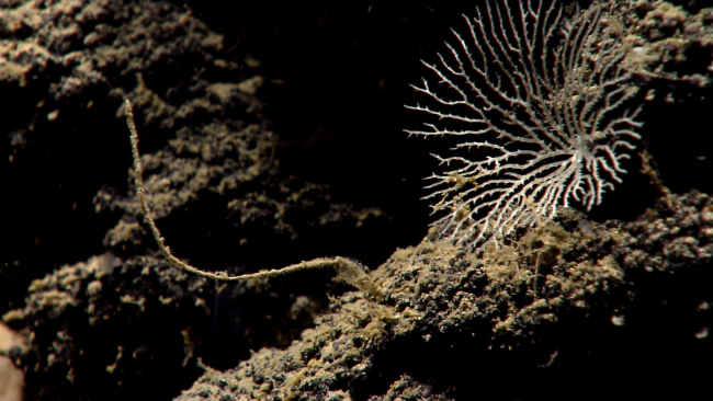 A lacy bryozoan adorns the side of Mytilus Seamount