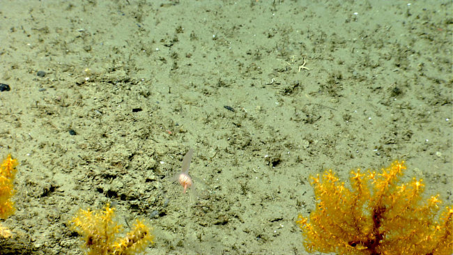 A large stalked hydroid in the lower foreground and yellow Paramuricea coral