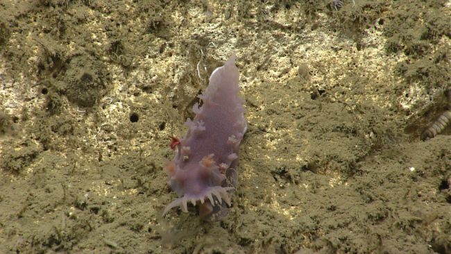 A purple nudibranch