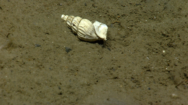 An uninhabited wentletrap snail shell