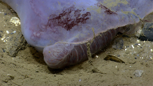 A gelatinous mass, probably a jellyfish that has crashed into a rock outcrop and can't seem to resume floatation