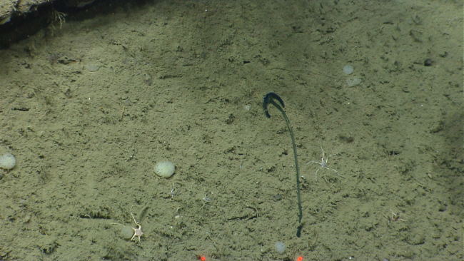 Is the green object debris from the surface? a life form?   A number ofbrittle stars and a few sponges are seen in this image as well