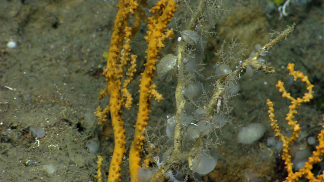 Small bivalves on a dead coral stalk
