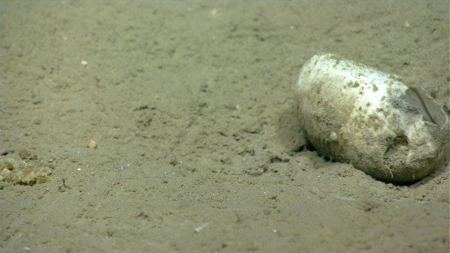 White object on the seafloor