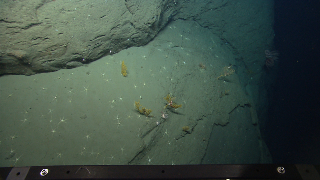 Ophiuroid brittle stars, yellow paramuricean coral, and two brisingid starfishon a canyon wall