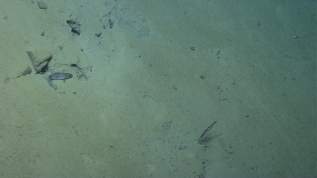 A longfin hake and a squid seen over an area of relatively barren seafloor
