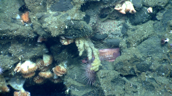 An orange rockling, acanthogorgia coral, cup corals, a large pink sea urchin,small white worm tubes, and small hydroids