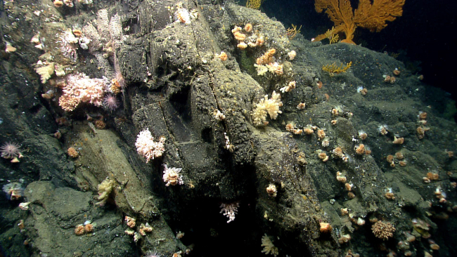 Cup corals, numerous types of octocorals, and a few sea urchins are seen in thisimage