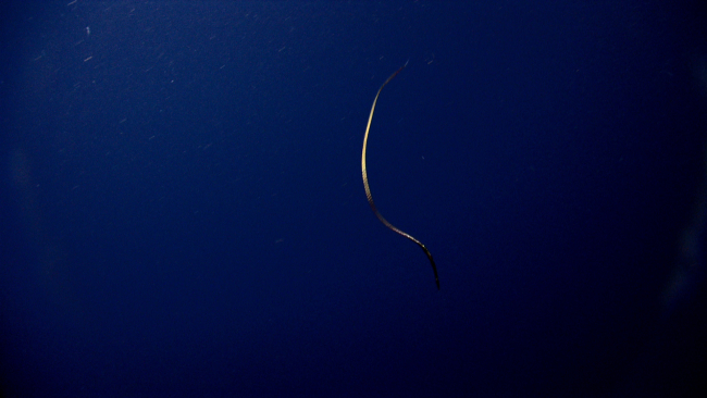 An eel? in the water column
