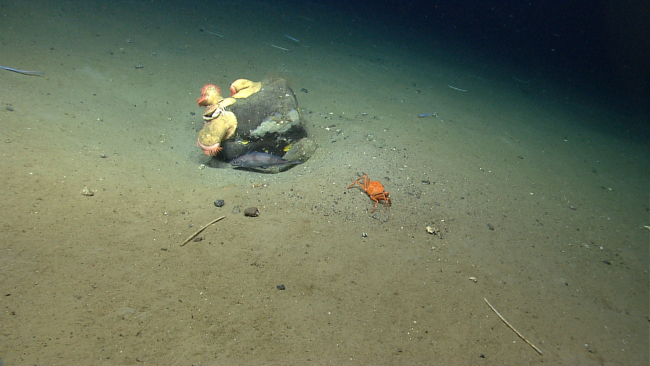 An erratic boulder serves as habitat for a longfin hake, and number of orangevenus flytrap anemones, and a red crab (Chaceon quinquedens)