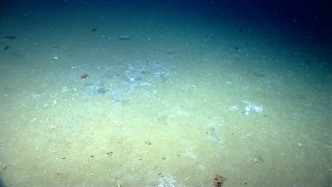 Red crabs and a synaphobranchrid eel at a cold seep site