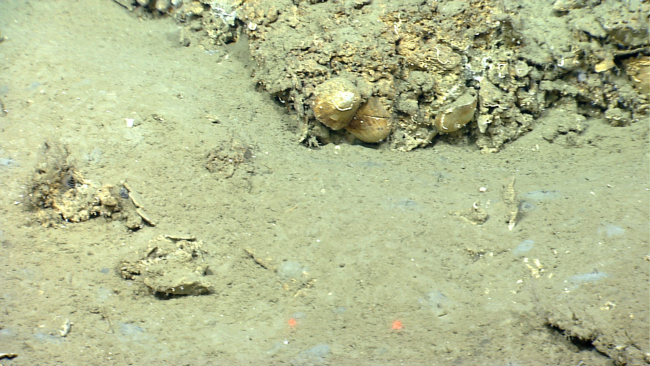 What appear to be fossil shells at an outcrop at a cold seep site