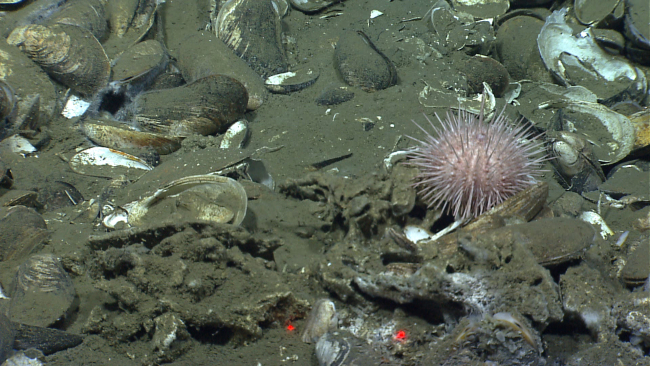 A pink globular sea urchin at a cold seep site with alive and dead bathymodiolus mussels and sporadic coatings of white bacteria