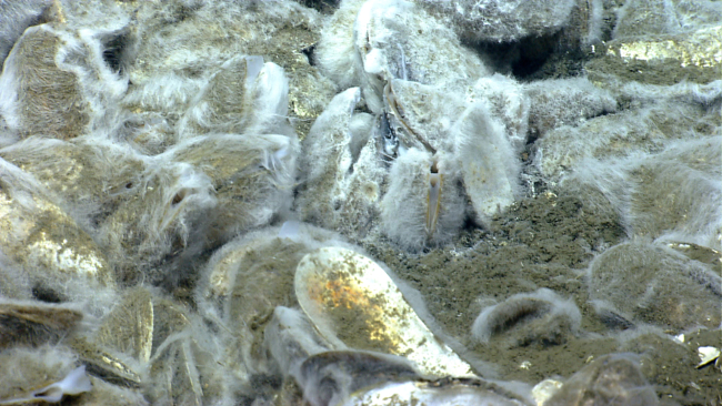 A heavy mat covering of white bacteria on bathymodiolus mussels at acold seep site