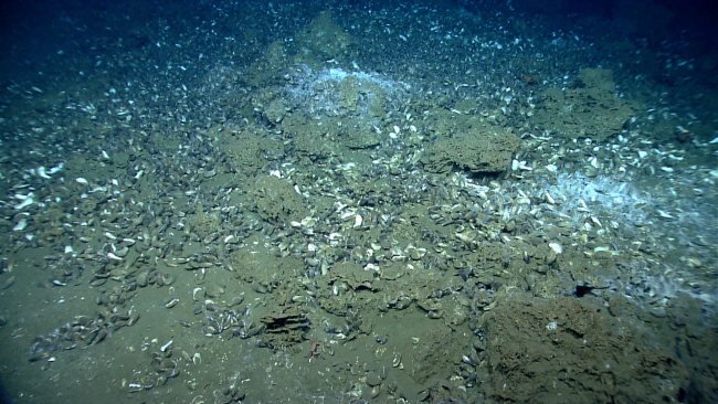 Massive carbonates (brown rocks), live and dead mussels, and white bacterialmats were found at this cold seep site explored by the Deep Discoverer ROV