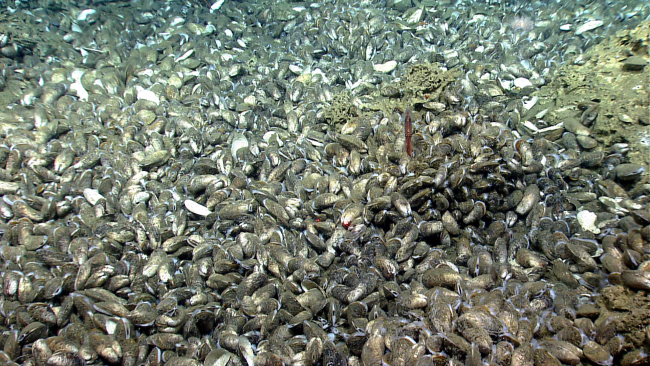 Massive carbonate rocks, bathymodiolus mussels (some dead, some alive), and asmall reddish brown squid at a cold seep site