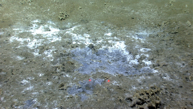 Gray and white bacterial mat in a cold seep area