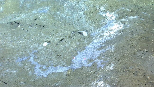 Gray and white bacterial mat in a cold seep area