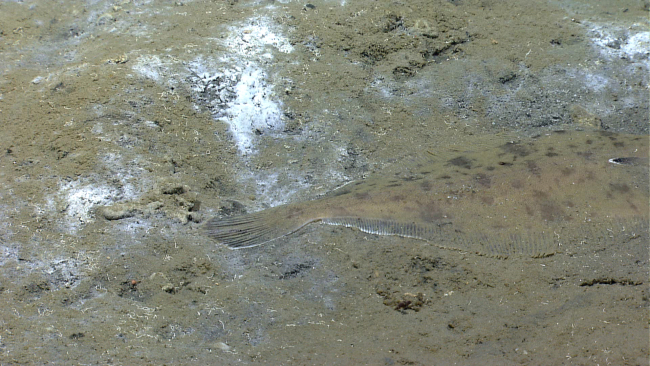 Tail of a witch flounder laying on the bottom in a cold seep area with white and gray bacterial mat