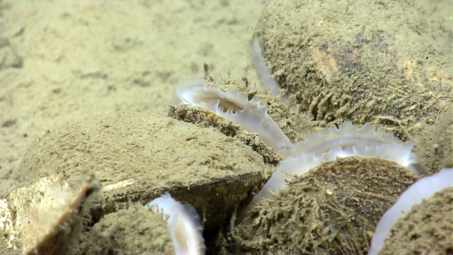 Bathymodiolus mussels discovered by the ROV Deep Discoverer in areas of activehydrocarbon seepage