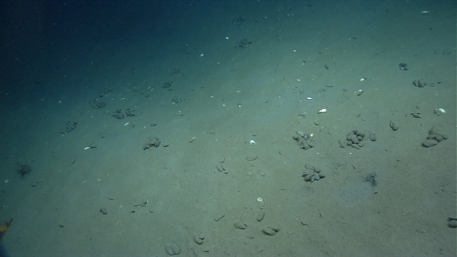 Bathymodiolus mussels discovered by the ROV Deep Discoverer in areas of activehydrocarbon seepage