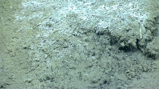 Hydrocarbon seep with white bacterial mat and small tube worms