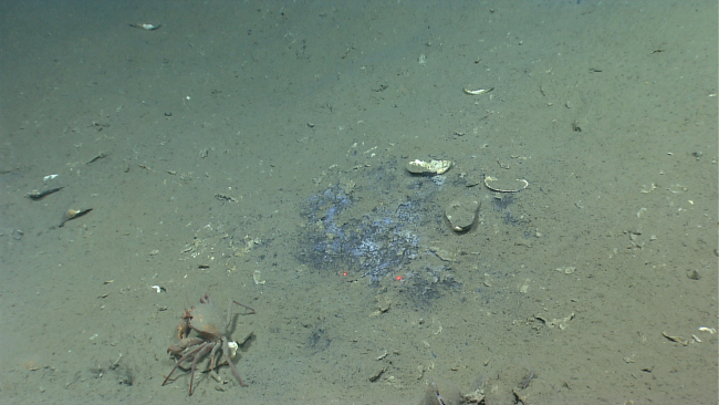 A red crab next to a small hydrocarbon seep area