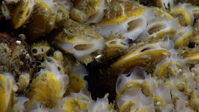 Chemosynthetic mussels discovered by the ROV Deep Discoverer in areas of activehydrocarbon cold seeps