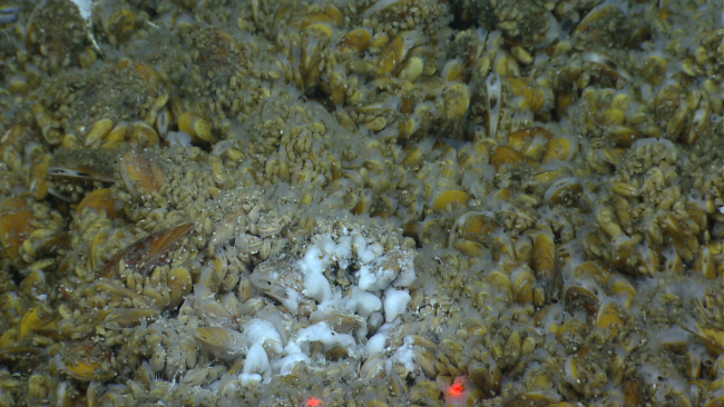 A concentration of white bacterial? material at a cold seep site covered withbathymodiolus mussels
